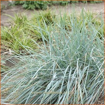 Elymus magellanicus | Hondstarwegras | Magellangras