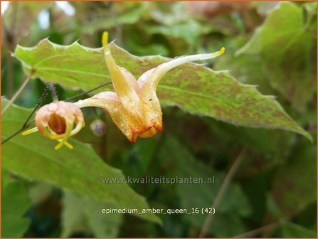 Epimedium &#039;Amber Queen&#039; | Elfenbloem | Elfenblume