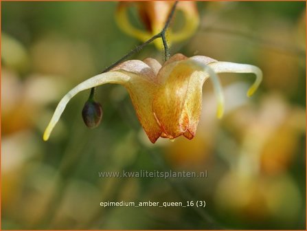 Epimedium &#039;Amber Queen&#039; | Elfenbloem | Elfenblume