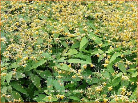 Epimedium &#039;Amber Queen&#039; | Elfenbloem | Elfenblume