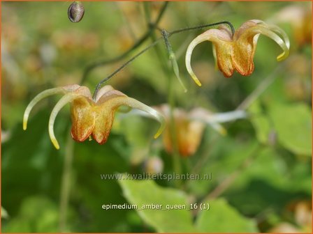 Epimedium &#039;Amber Queen&#039; | Elfenbloem | Elfenblume