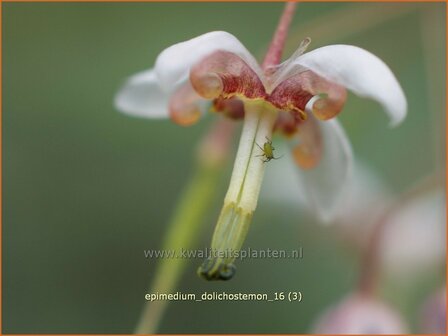 Epimedium dolichostemon | Elfenbloem | Staubbl&auml;ttrige Elfenblume