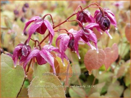 Epimedium grandiflorum &#039;Red Beauty&#039; | Elfenbloem | Gro&szlig;bl&uuml;tige Elfenblume