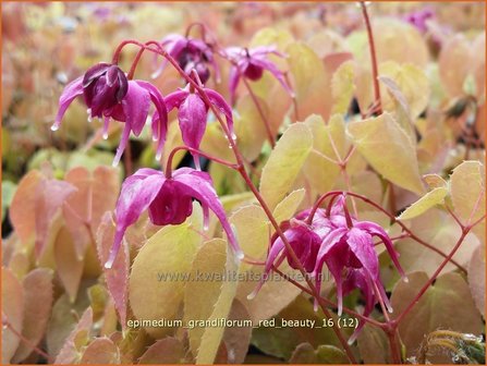 Epimedium grandiflorum &#039;Red Beauty&#039; | Elfenbloem | Gro&szlig;bl&uuml;tige Elfenblume