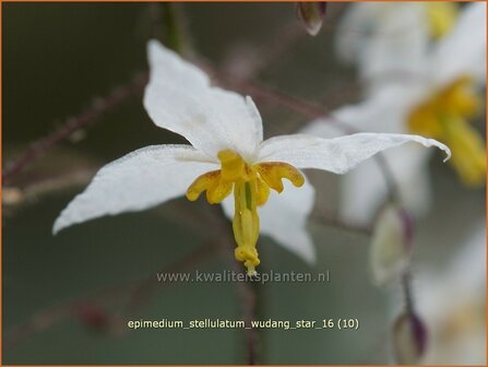 Epimedium stellulatum &#039;Wudang Star&#039; | Elfenbloem | Elfenblume