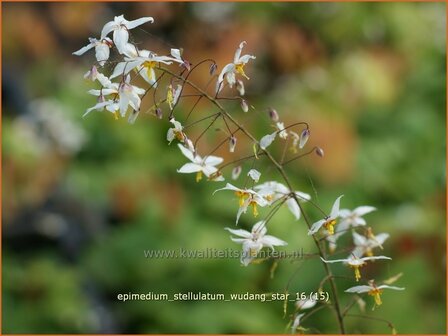 Epimedium stellulatum &#039;Wudang Star&#039; | Elfenbloem | Elfenblume