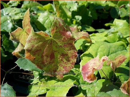 Epimedium stellulatum &#039;Wudang Star&#039; | Elfenbloem | Elfenblume