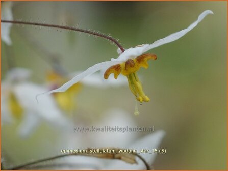 Epimedium stellulatum &#039;Wudang Star&#039; | Elfenbloem | Elfenblume