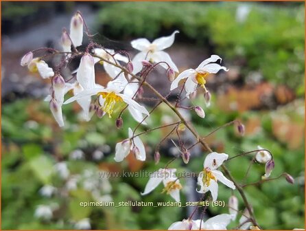 Epimedium stellulatum &#039;Wudang Star&#039; | Elfenbloem | Elfenblume