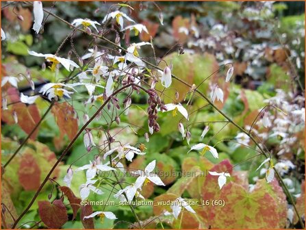 Epimedium stellulatum &#039;Wudang Star&#039; | Elfenbloem | Elfenblume