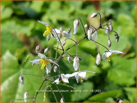 Epimedium stellulatum &#039;Wudang Star&#039; | Elfenbloem | Elfenblume