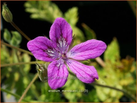 Erodium manescavii | Reigersbek | Pyren&auml;en Reiherschnabel