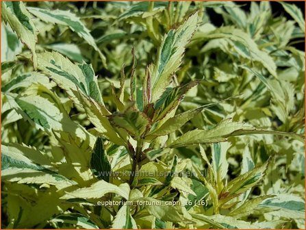 Eupatorium fortunei &#039;Capri&#039; | Koninginnekruid, Leverkruid | Wasserdost