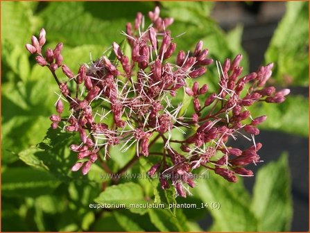 Eupatorium maculatum &#039;Phantom&#039; | Koninginnekruid, Leverkruid | Gefleckter Wasserdost