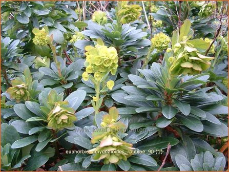 Euphorbia amygdaloides robbiae | Amandelwolfsmelk, Wolfsmelk | Mandelbl&auml;ttrige Wolfsmilch