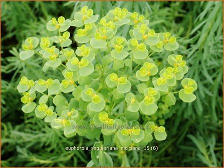 Euphorbia seguieriana niciciana | Wolfsmelk | Bl&auml;uliche Wolfsmilch