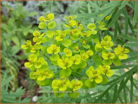 Euphorbia seguieriana niciciana | Wolfsmelk | Bl&auml;uliche Wolfsmilch