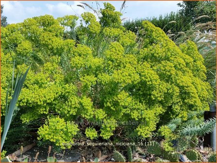 Euphorbia seguieriana niciciana | Wolfsmelk | Bl&auml;uliche Wolfsmilch