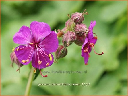 Geranium macrorrhizum &#039;Czakor&#039; | Ooievaarsbek, Tuingeranium | Balkan-Storchschnabel