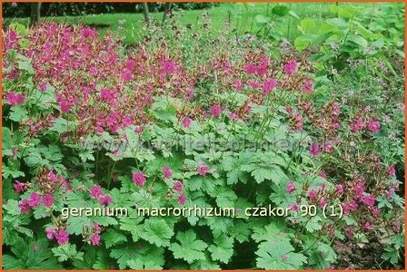 Geranium macrorrhizum &#039;Czakor&#039; | Ooievaarsbek, Tuingeranium | Balkan-Storchschnabel