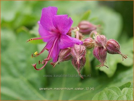 Geranium macrorrhizum &#039;Czakor&#039; | Ooievaarsbek, Tuingeranium | Balkan-Storchschnabel