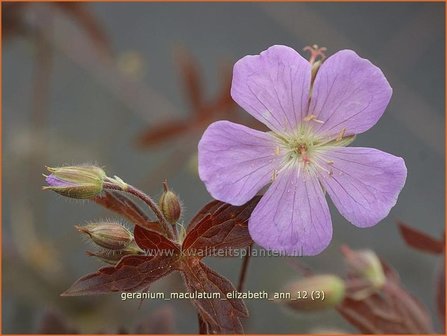 Geranium maculatum &#039;Elizabeth Ann&#039; | Gevlekte ooievaarsbek, Ooievaarsbek, Tuingeranium | Amerikanischer Storchschnabe