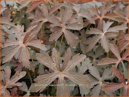 Geranium maculatum &#039;Elizabeth Ann&#039; | Gevlekte ooievaarsbek, Ooievaarsbek, Tuingeranium | Amerikanischer Storchschnabe