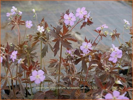 Geranium maculatum &#039;Elizabeth Ann&#039; | Gevlekte ooievaarsbek, Ooievaarsbek, Tuingeranium | Amerikanischer Storchschnabe