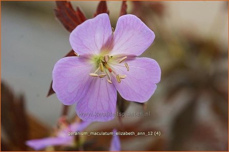 Geranium maculatum &#039;Elizabeth Ann&#039; | Gevlekte ooievaarsbek, Ooievaarsbek, Tuingeranium | Amerikanischer Storchschnabe