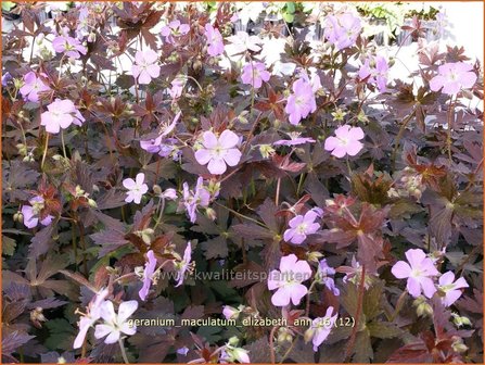 Geranium maculatum &#039;Elizabeth Ann&#039; | Gevlekte ooievaarsbek, Ooievaarsbek, Tuingeranium | Amerikanischer Storchschnabe