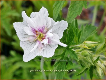 Geranium pratense &#039;Algera Double&#039; | Beemdooievaarsbek, Ooievaarsbek, Tuingeranium | Wiesen-Storchschnabel