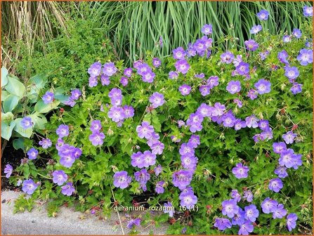 Geranium &#039;Rozanne&#039; | Ooievaarsbek, Tuingeranium | Storchschnabel