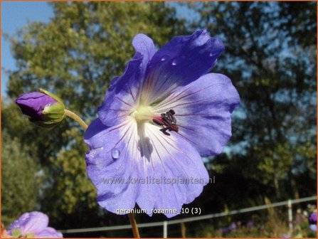 Geranium &#039;Rozanne&#039; | Ooievaarsbek, Tuingeranium | Storchschnabel