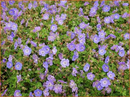 Geranium &#039;Rozanne&#039; | Ooievaarsbek, Tuingeranium | Storchschnabel