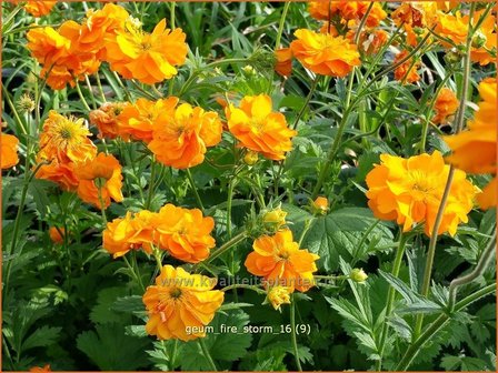 Geum &#039;Fire Storm&#039; | Nagelkruid | Nelkenwurz