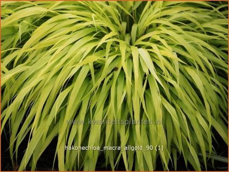 Hakonechloa macra &#039;All Gold&#039; | Japans bosgras, Japans siergras | Berggras