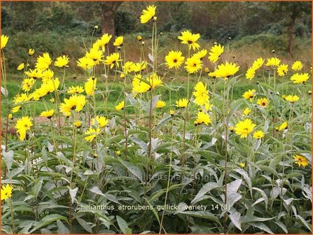 Helianthus atrorubens &#039;Gullick&#039;s Variety&#039; | Vaste zonnebloem | Rauhaarige Sonnenblume