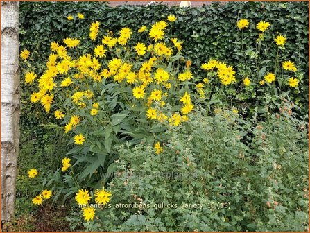 Helianthus atrorubens &#039;Gullick&#039;s Variety&#039; | Vaste zonnebloem | Rauhaarige Sonnenblume