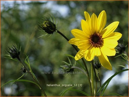 Helianthus orgyalis | Vaste zonnebloem | Klafterlange Sonnenblume