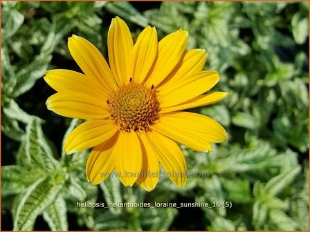 Heliopsis helianthoides &#039;Loraine Sunshine&#039; | Zonneoog | Gew&ouml;hnliches Sonnenauge