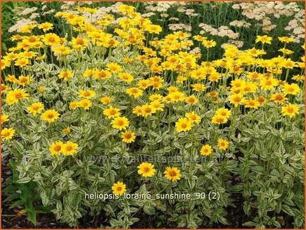 Heliopsis helianthoides &#039;Loraine Sunshine&#039; | Zonneoog | Gew&ouml;hnliches Sonnenauge