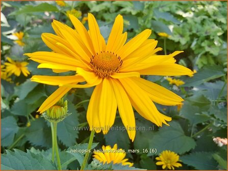 Heliopsis helianthoides &#039;Mars&#039; | Zonneoog | Gew&ouml;hnliches Sonnenauge