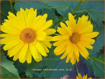 Heliopsis helianthoides &#039;Mars&#039; | Zonneoog | Gew&ouml;hnliches Sonnenauge