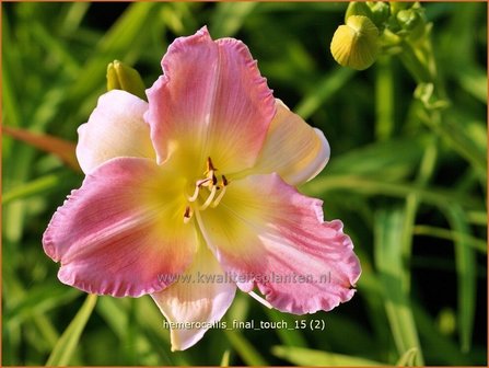 Hemerocallis &#039;Final Touch&#039; | Daglelie | Taglilie