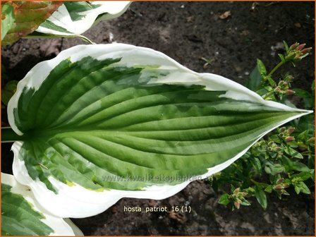 Hosta &#039;Patriot&#039; | Hosta, Hartlelie, Funkia | Funkie