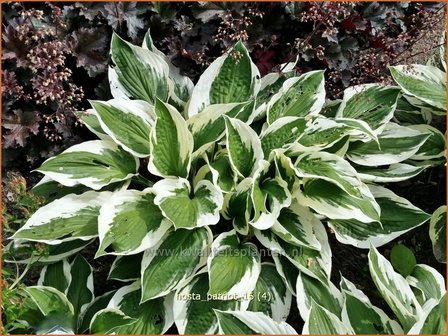 Hosta &#039;Patriot&#039; | Hosta, Hartlelie, Funkia | Funkie