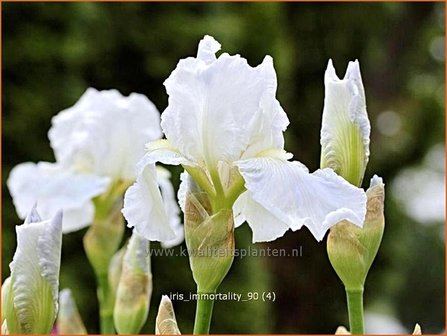 Iris germanica &#039;Immortality&#039; | Baardiris, Iris, Lis | Hohe Bart-Schwertlilie