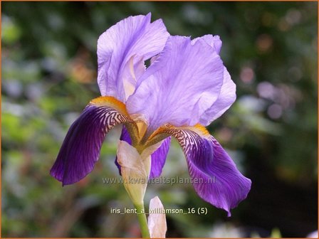 Iris germanica &#039;Lent A. Williamson&#039; | Baardiris, Iris, Lis | Hohe Bart-Schwertlilie