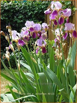 Iris germanica &#039;Lent A. Williamson&#039; | Baardiris, Iris, Lis | Hohe Bart-Schwertlilie