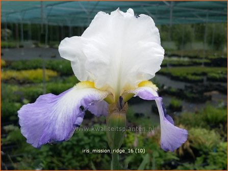 Iris germanica &#039;Mission Ridge&#039; | Baardiris, Iris, Lis | Hohe Bart-Schwertlilie